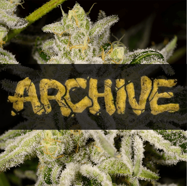 Buy Archive Genetics Seeds Online