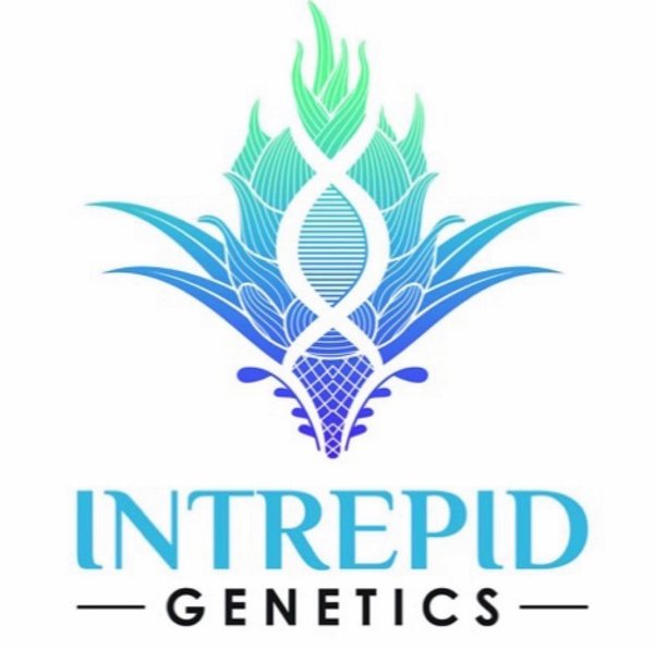 Buy Intrepid Genetics Cannabis Seeds Online