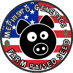 growgeneticseeds.com