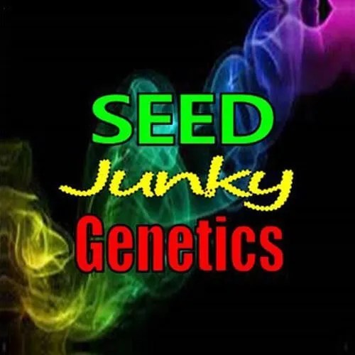 Buy BloomSeedCo Seeds Online
